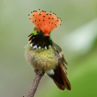 Spangled Coquette